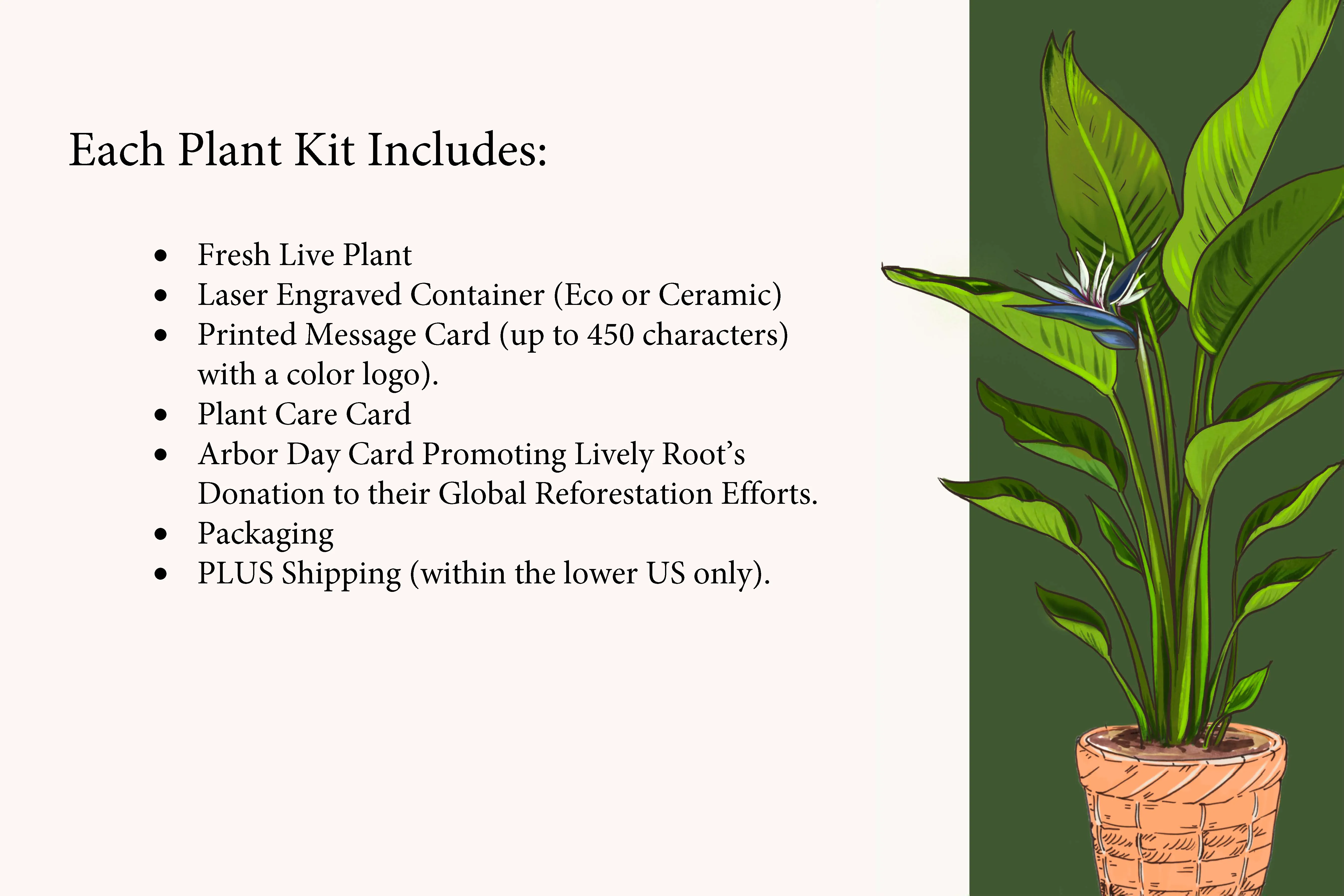 Assorted Bromeliad Plant Kit
