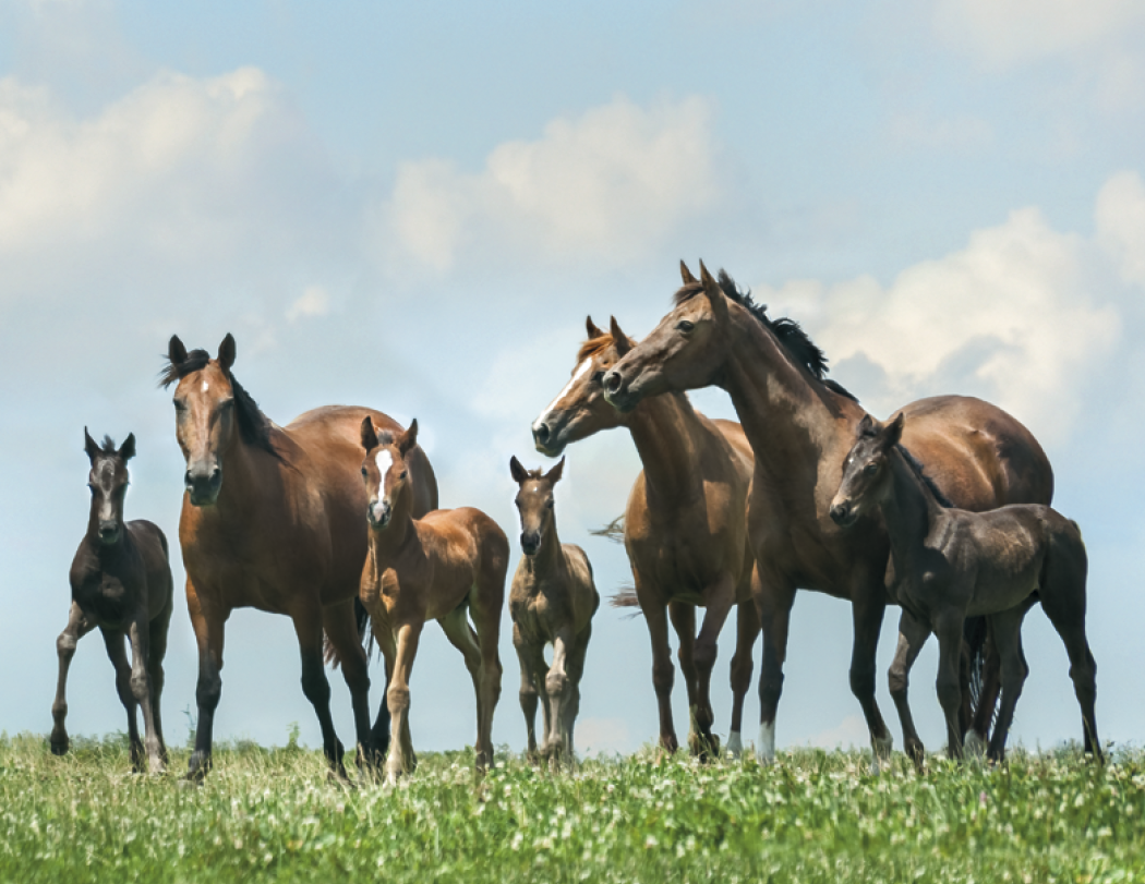 Triumph® Calendars Horses Calendar 37