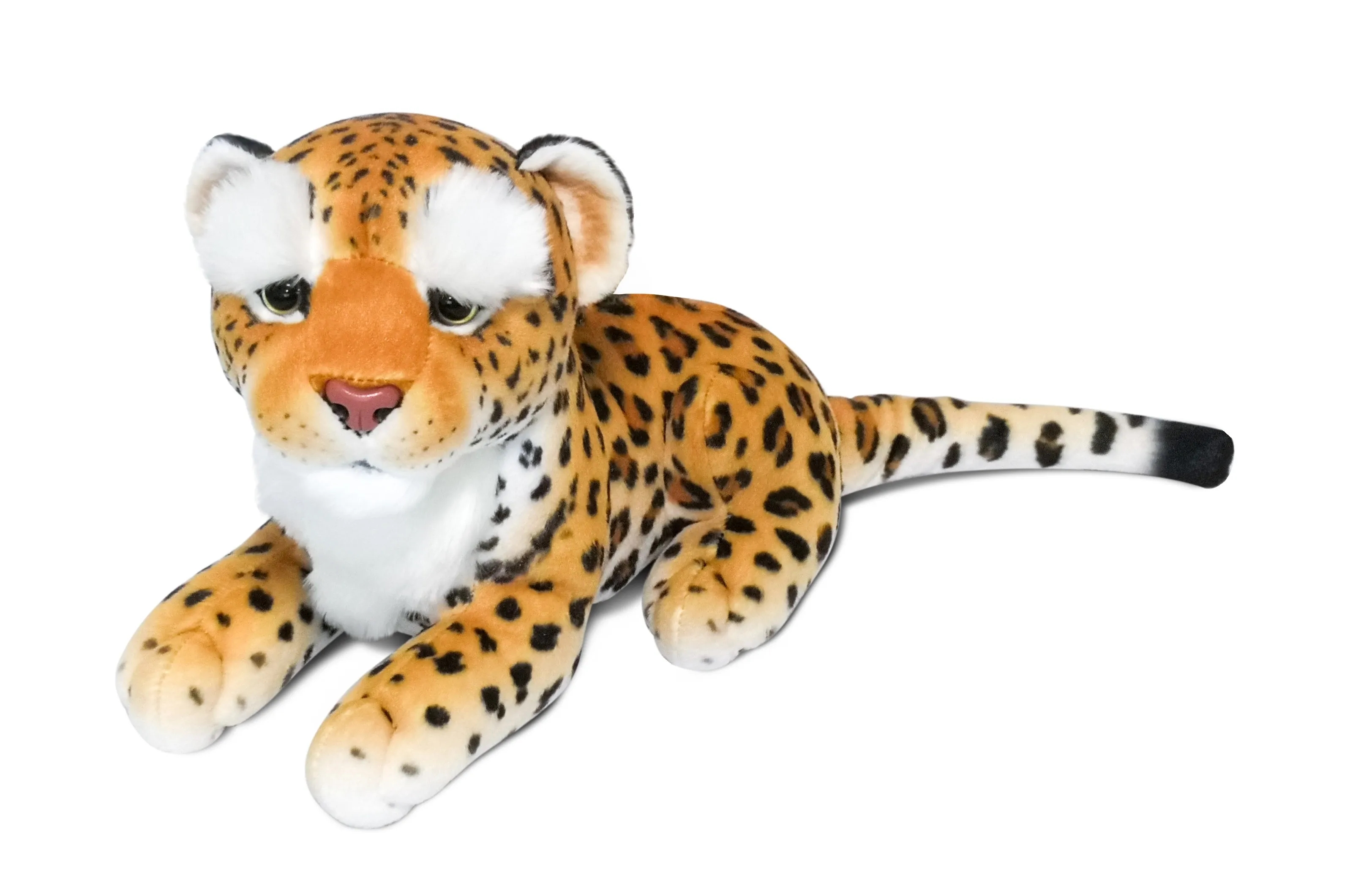 Bushy Eyebrow Cats 5