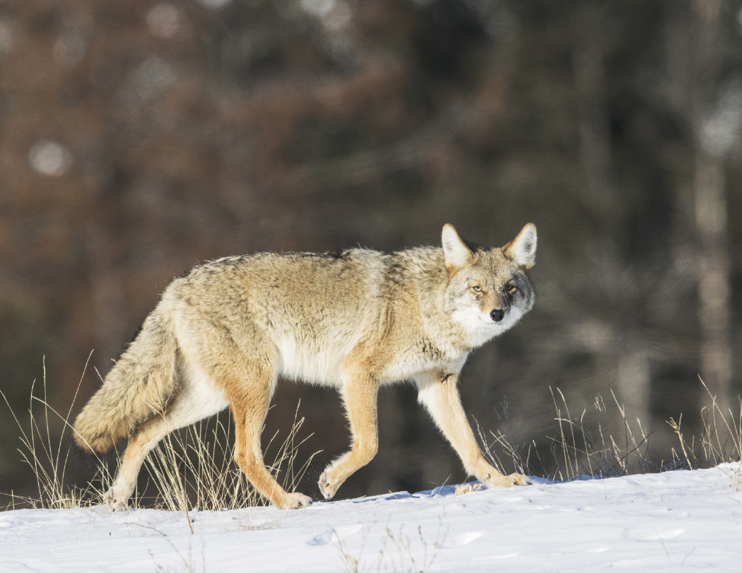 Good Value™ Wildlife Portraits - Spiral Calendar 30