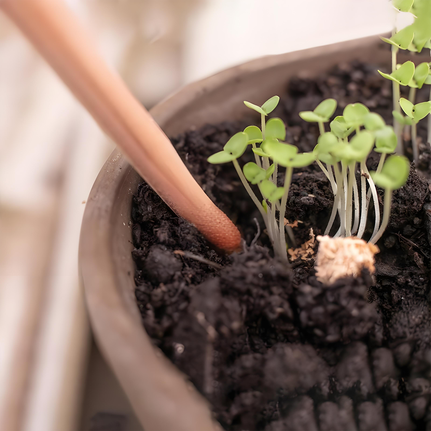 Customized daisy seed germination pencil 2