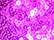 Sequin Cheer Hair Bow - 6702 13