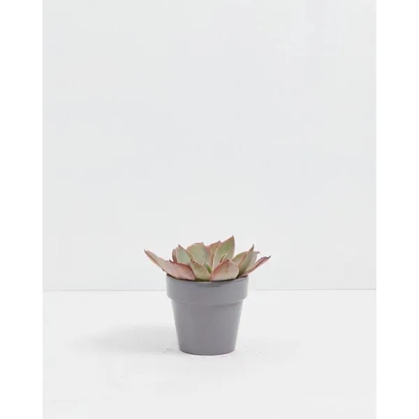 Echeveria Rose Succulent Plant Kit