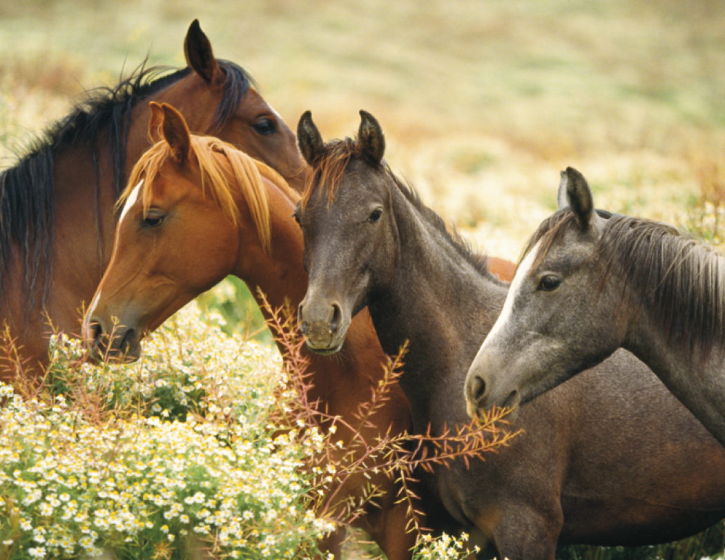 Triumph® Calendars Horses Calendar 72