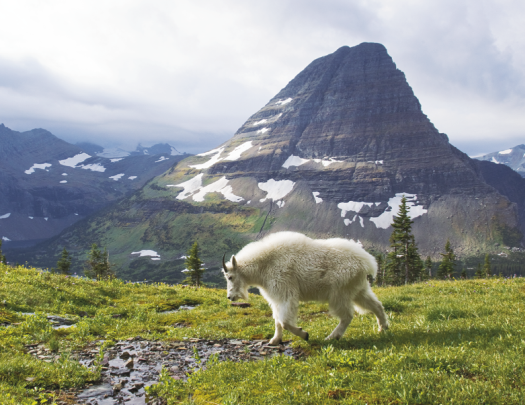 Triumph® Calendars North American Wildlife Calendar 50