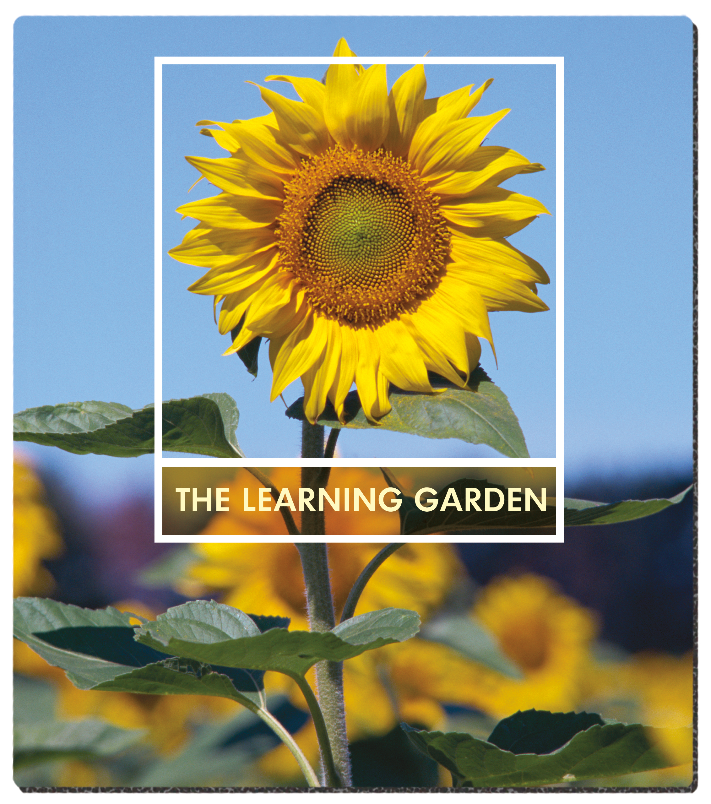 Good Value™ Ultra Thin Firm Mouse Pad (7-1/2" x 8-1/2") 3