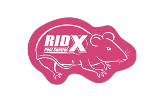 Rat/Mouse Vinyl Jar Opener 58