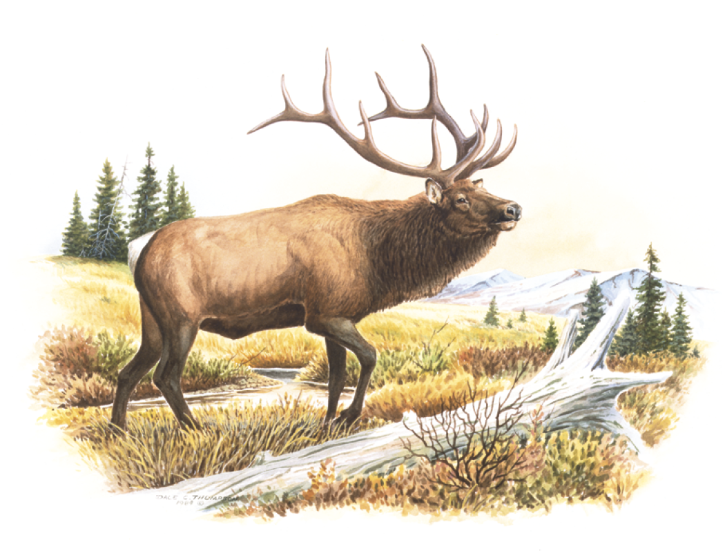Good Value™ Wildlife Trek - Stapled Calendar 34