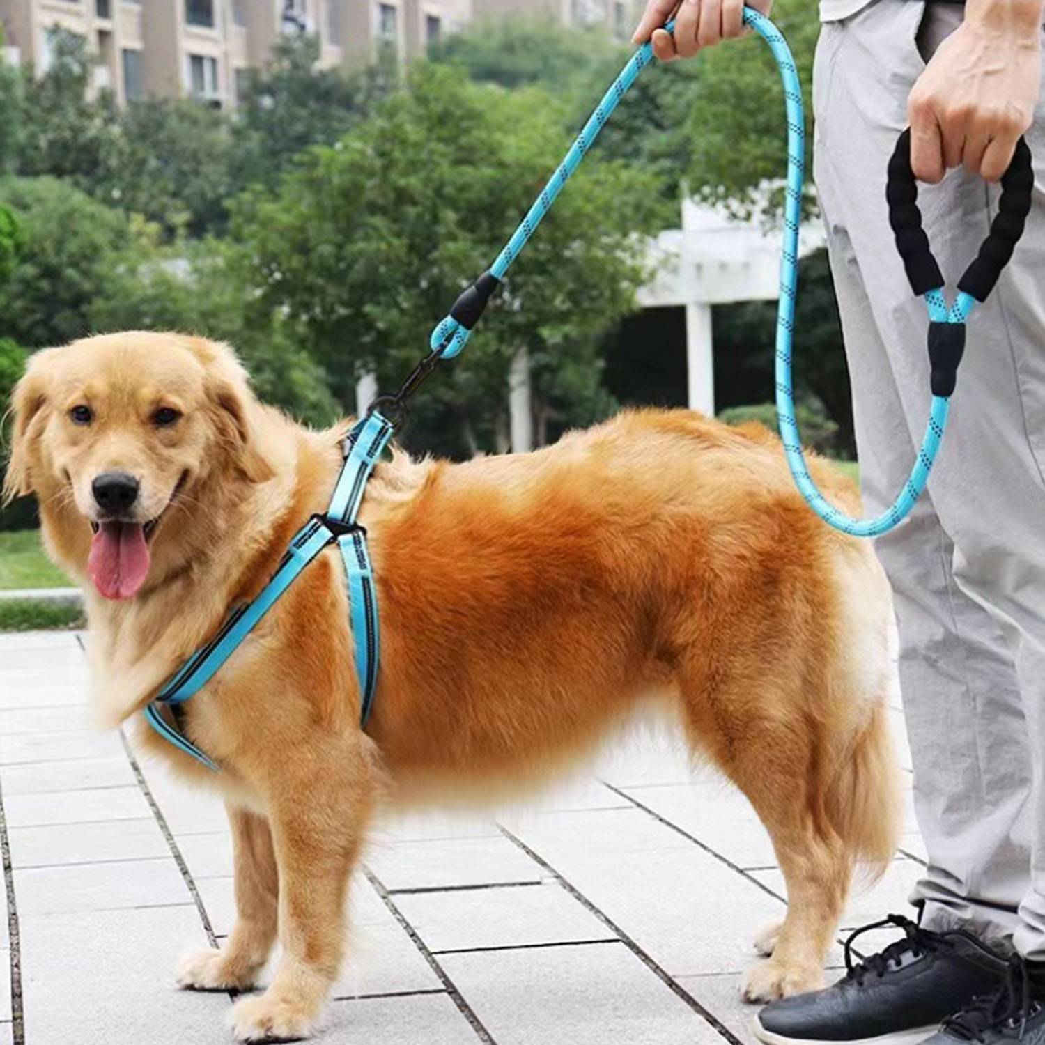 Pet Dog Leash 4