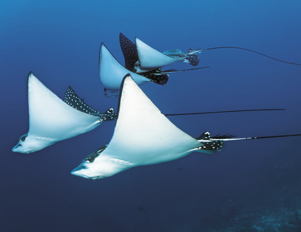 Good Value™ Ocean Glory - Stapled Calendar 7