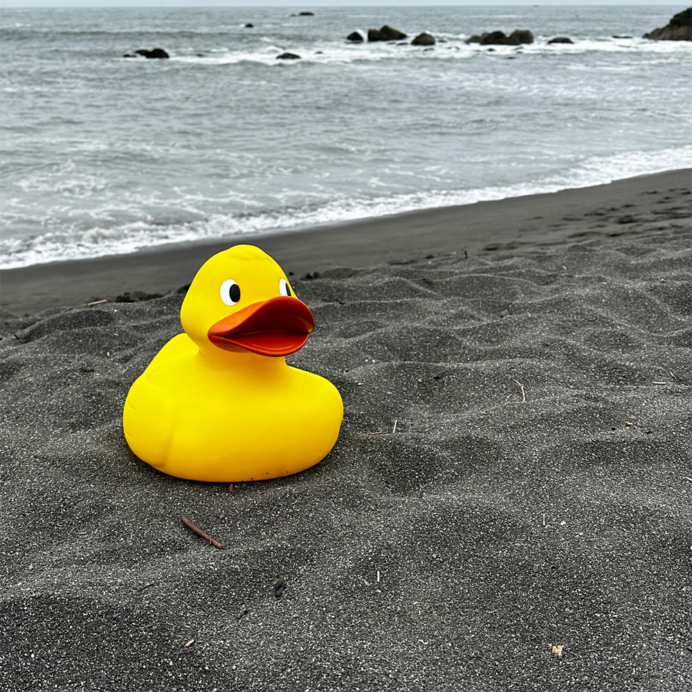 Jumbo Duck 12