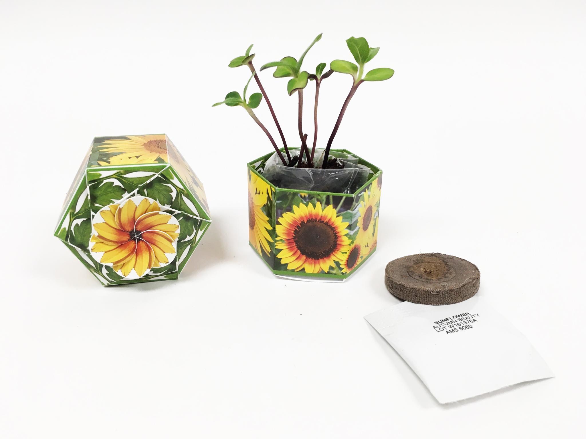 Dwarf Sunflower 'Autumn Beauty' SeedGems Paper Planter - Biodegradable grow kit 1