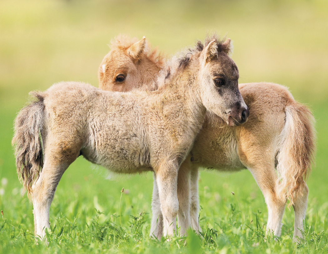 Good Value™ Baby Farm Animals - Spiral Calendar 40