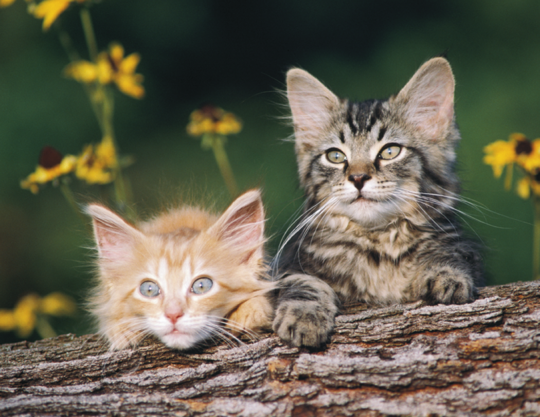 Good Value™ Puppies & Kittens - Spiral Calendar 20