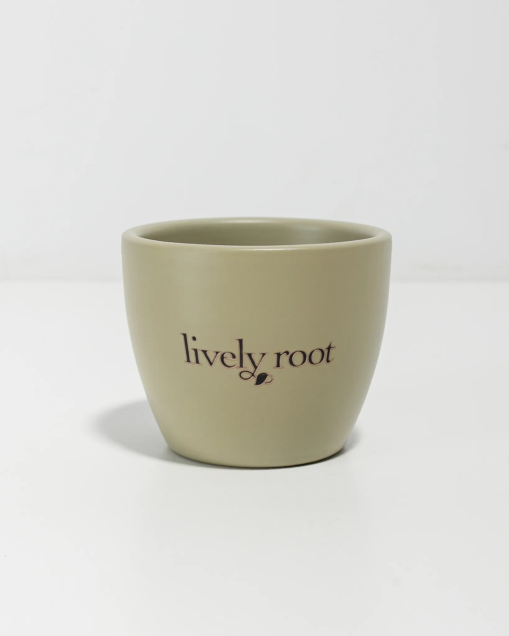 Petite Assorted Succulent Plant Kit