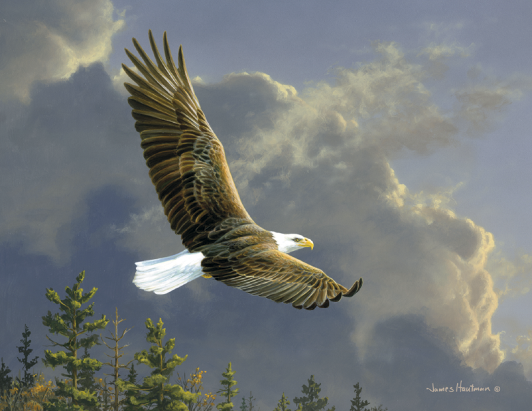 Triumph® Calendars Wildlife Art by the Hautman Brothers Calendar 67