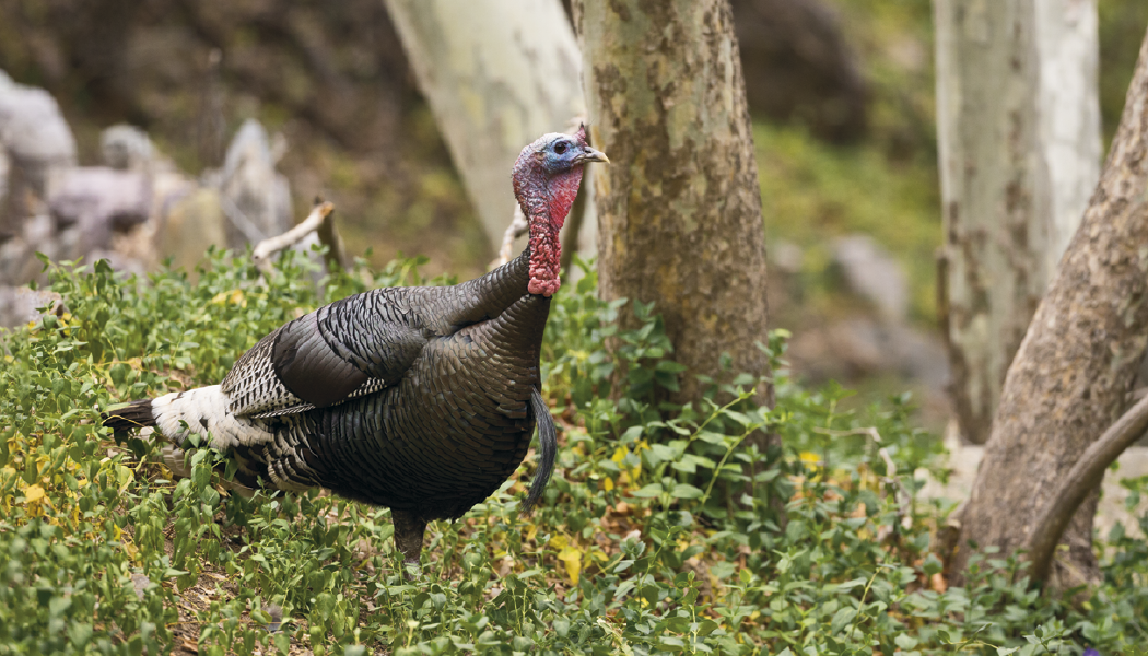 Triumph® Calendars North American Wildlife Calendar 32