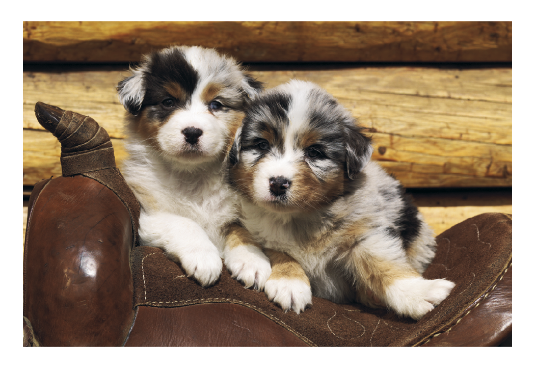 Triumph® Calendars Puppies & Kittens Pocket Calendar 38
