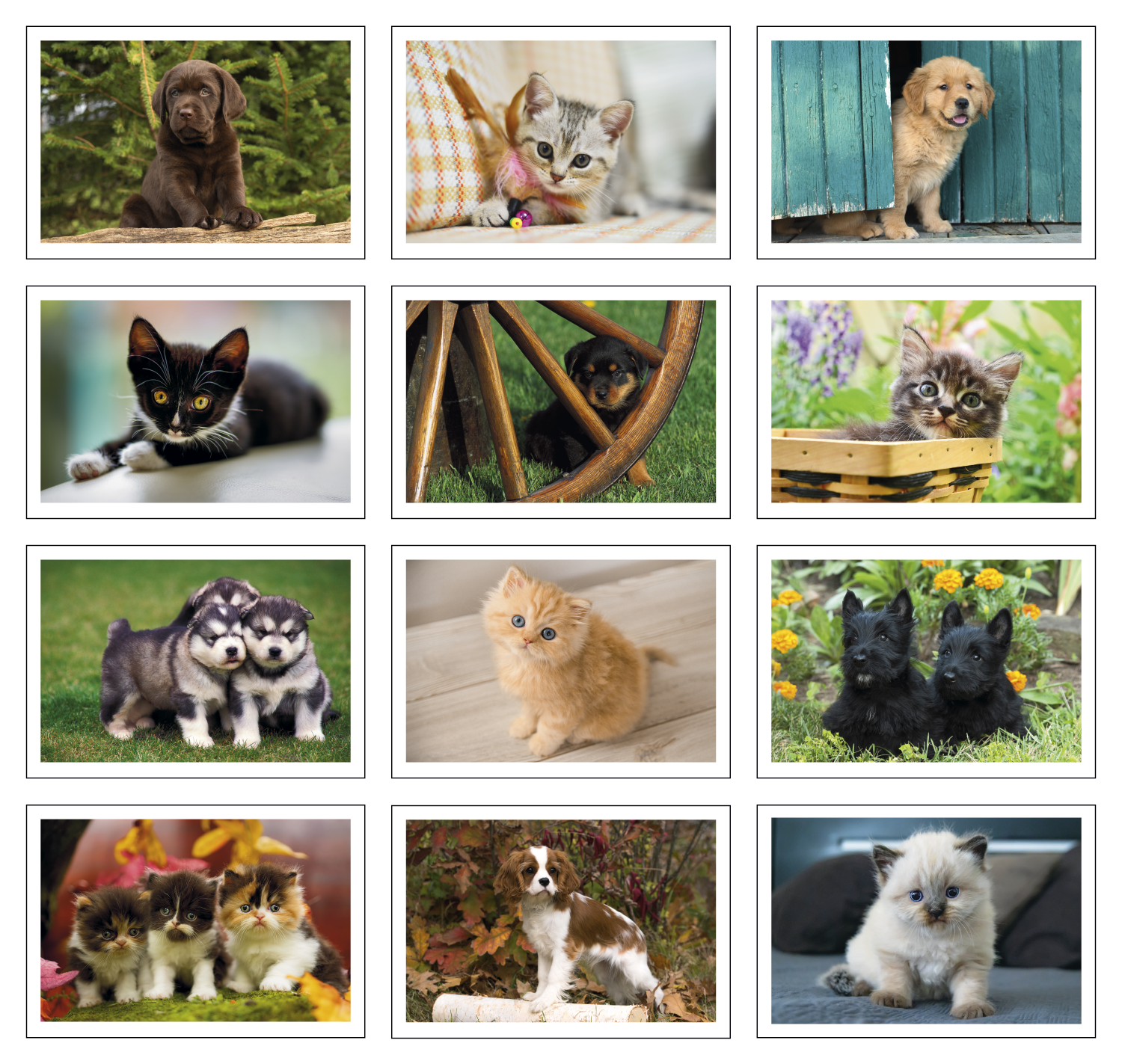 Triumph® Calendars Puppies & Kittens Pocket Calendar 17
