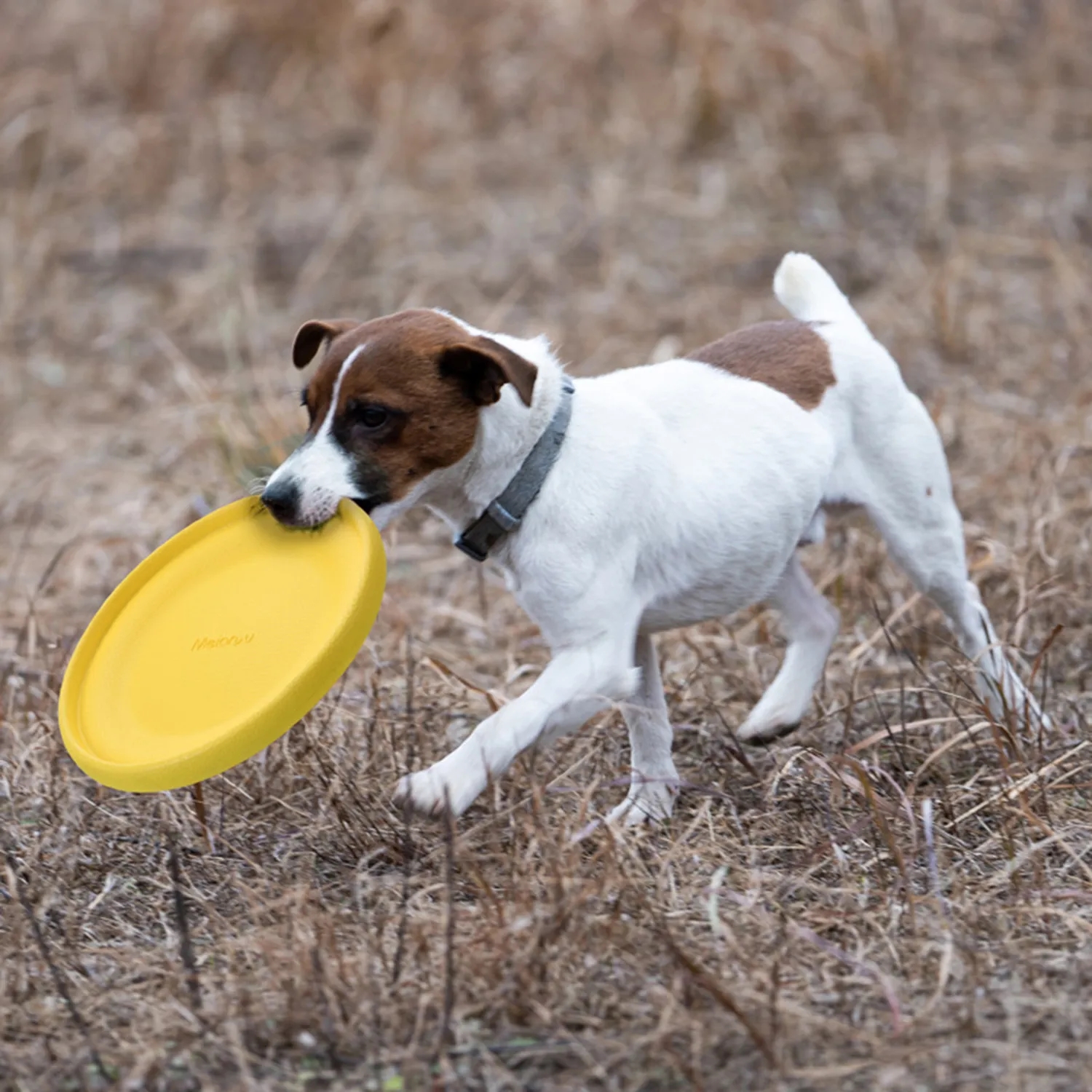 Bite Resistant Training Flying Disc 6