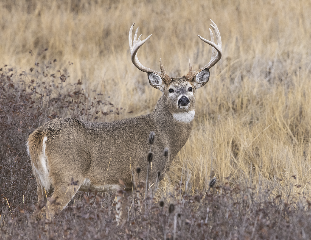 HotLine® Products Wildlife Appointment Calendar - Stapled 9