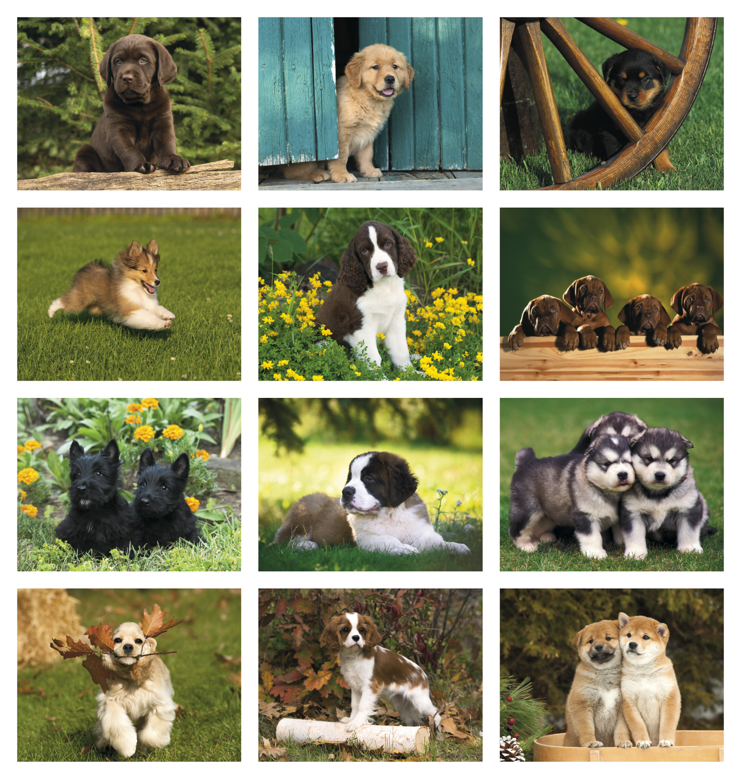 Triumph® Calendars Puppies Calendar 2