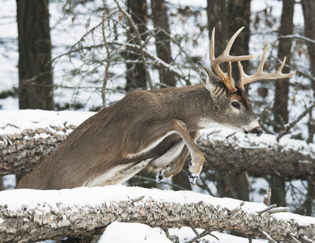 HotLine® Products Trophy Whitetail Deer Appointment Calendar - Stapled 67