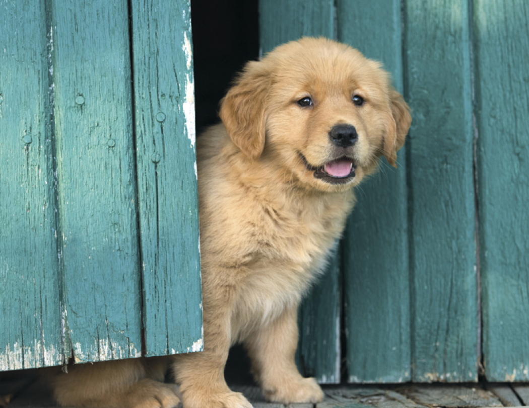 Good Value™ Puppies & Kittens - Stapled Calendar