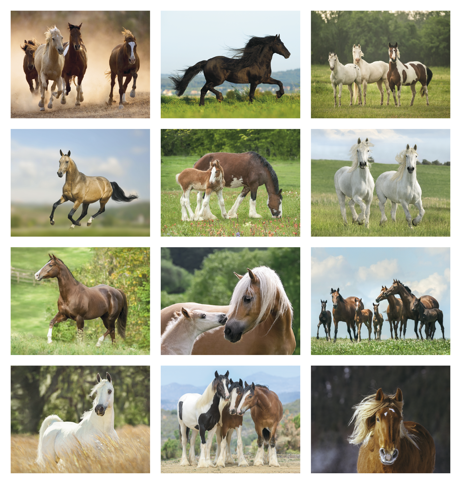 Triumph® Calendars Horses Calendar 61