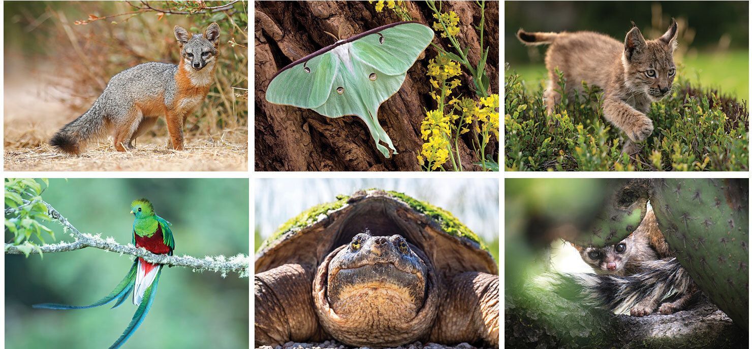 FULL COLOR NORTH AMERICA WILDLIFE SPIRAL CALENDAR
