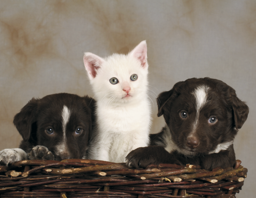 HotLine® Products Four Paws Appointment Calendar - Spiral 41