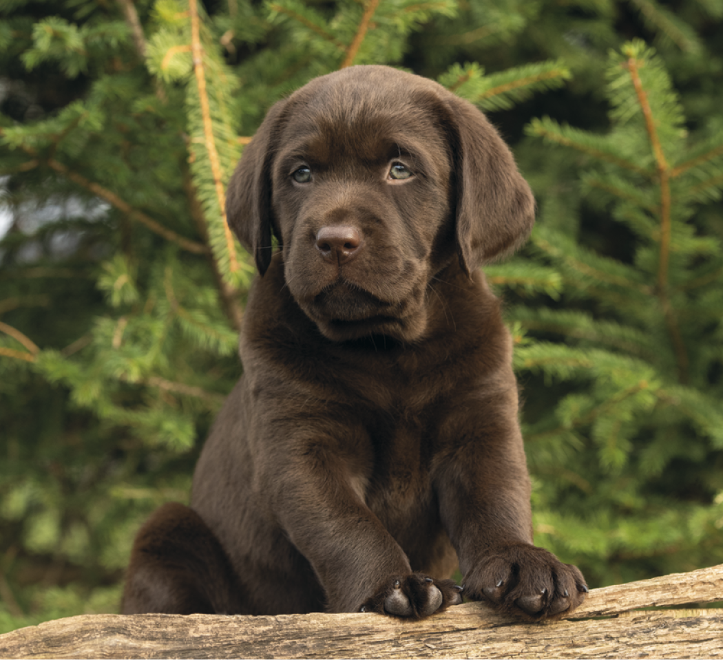 Good Value™ Puppies & Kittens - Mini Calendar 31