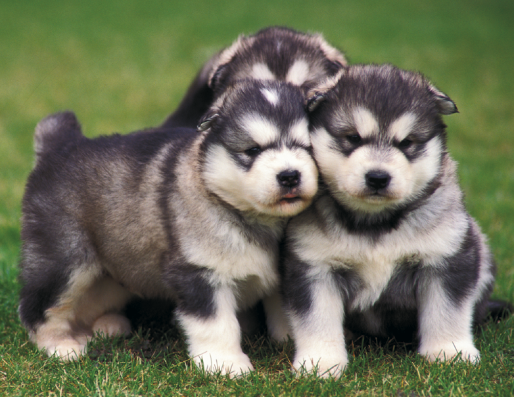 Good Value™ Puppies & Kittens - Spiral Calendar 39