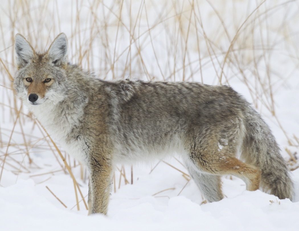 Good Value™ Wildlife Portraits - Window Calendar 31