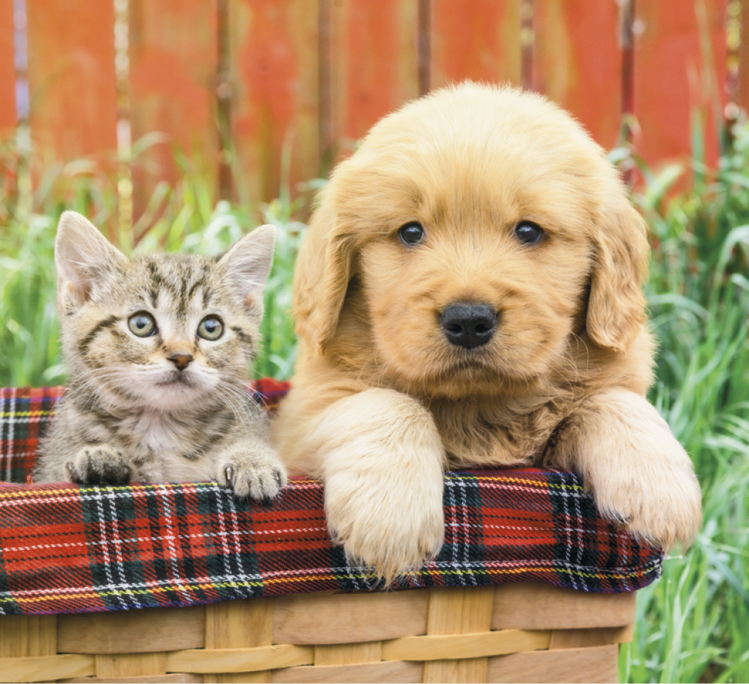 Good Value™ Puppies & Kittens - Mini Calendar 52