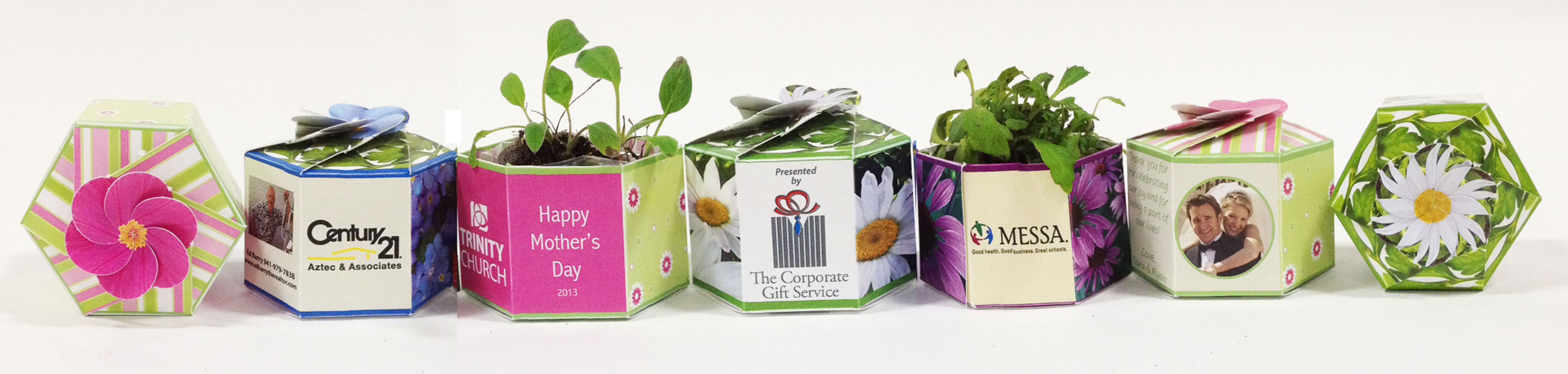 Zinnia 'Illumination' SeedGems Paper Planter - Biodegradable grow kit 5