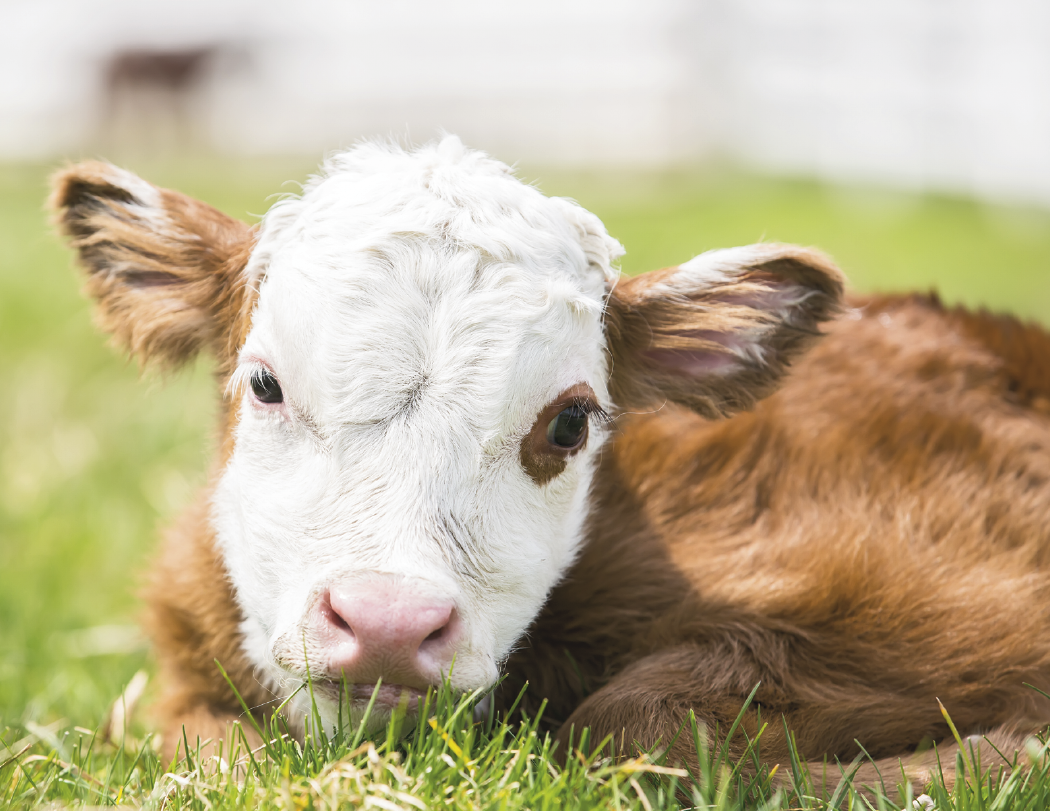 Good Value™ Baby Farm Animals - Stapled Calendar 25