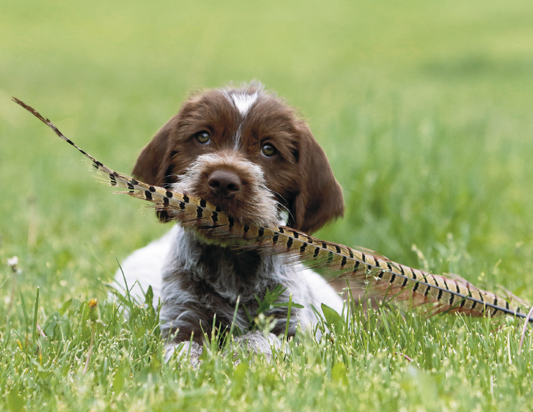 Triumph® Calendars Puppies Calendar 60