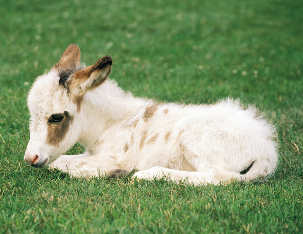 Good Value™ Baby Farm Animals - Stapled Calendar 71
