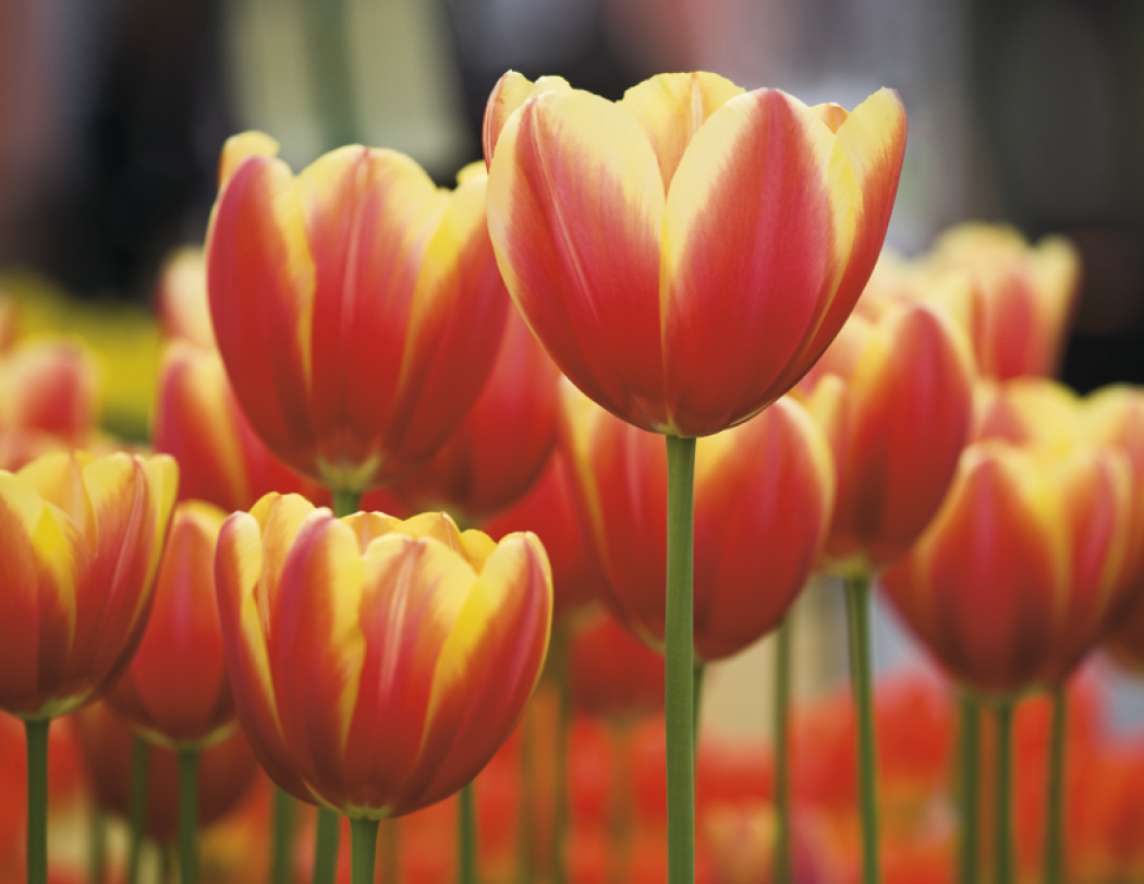 Good Value™ Flowers - Spiral Calendar 35