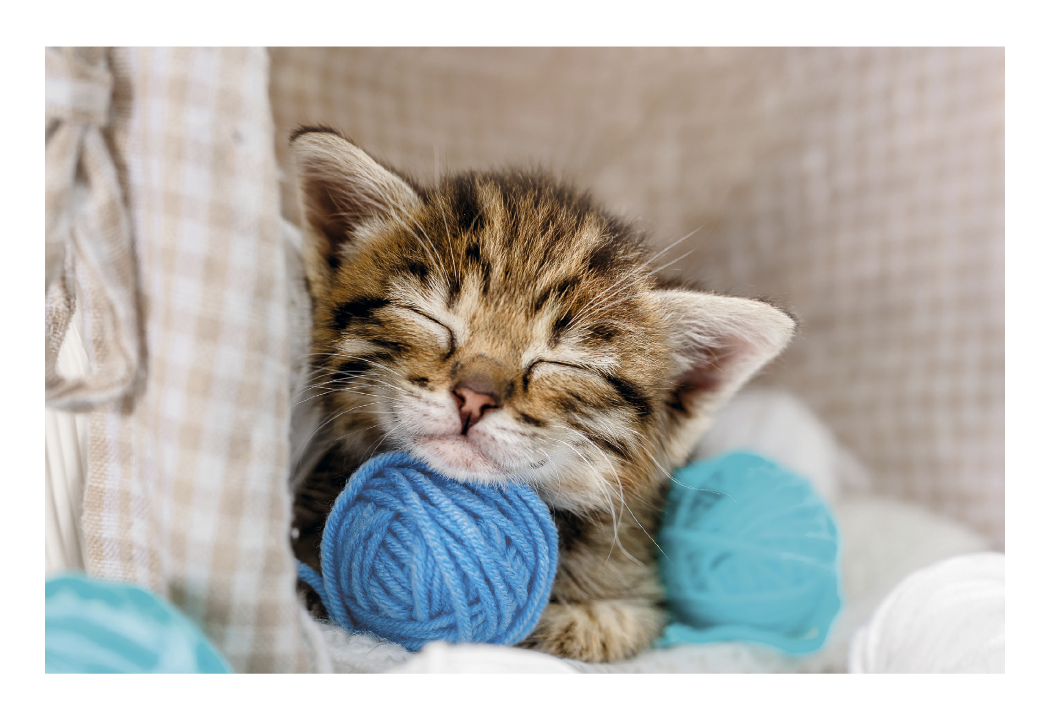 Triumph® Calendars Puppies & Kittens Pocket Calendar