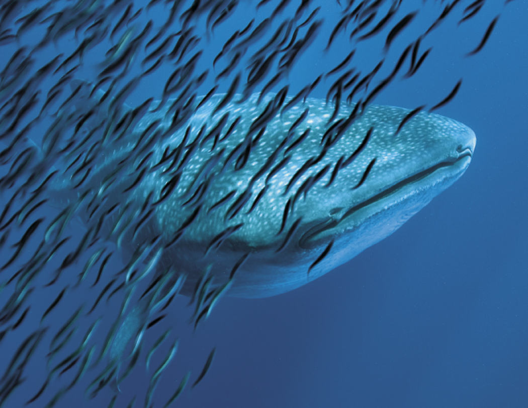 Good Value™ Ocean Glory - Stapled Calendar 69