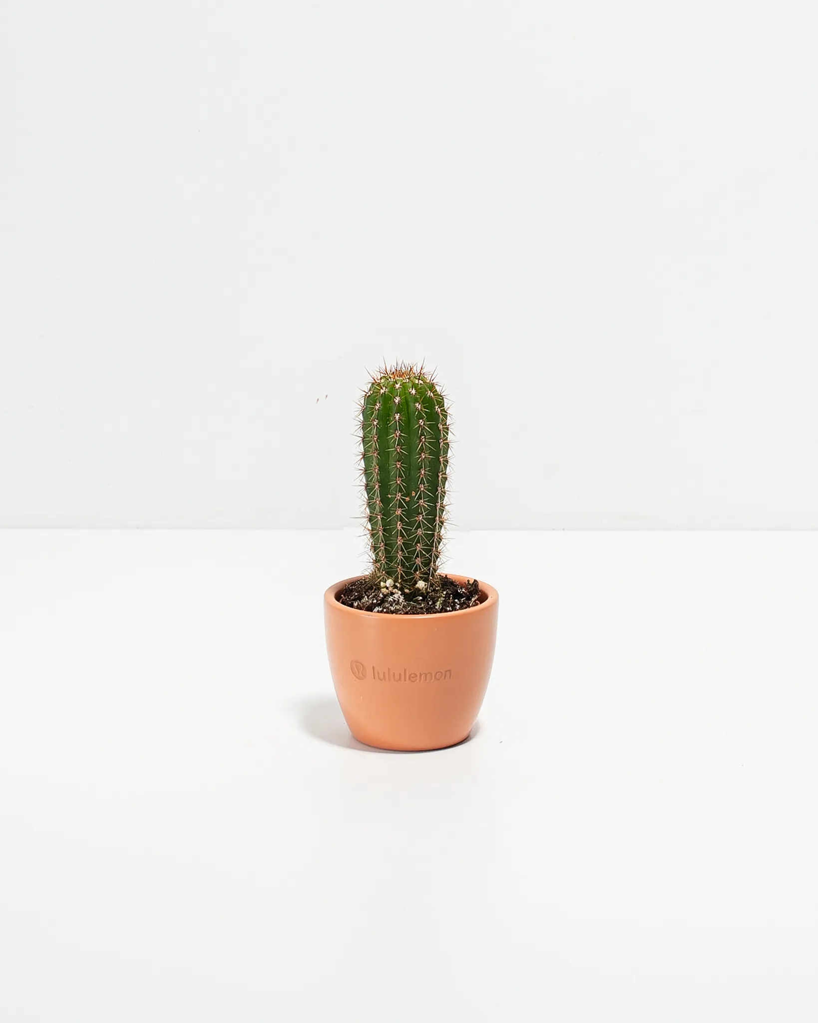 Petite Assorted Cactus Plant Kit