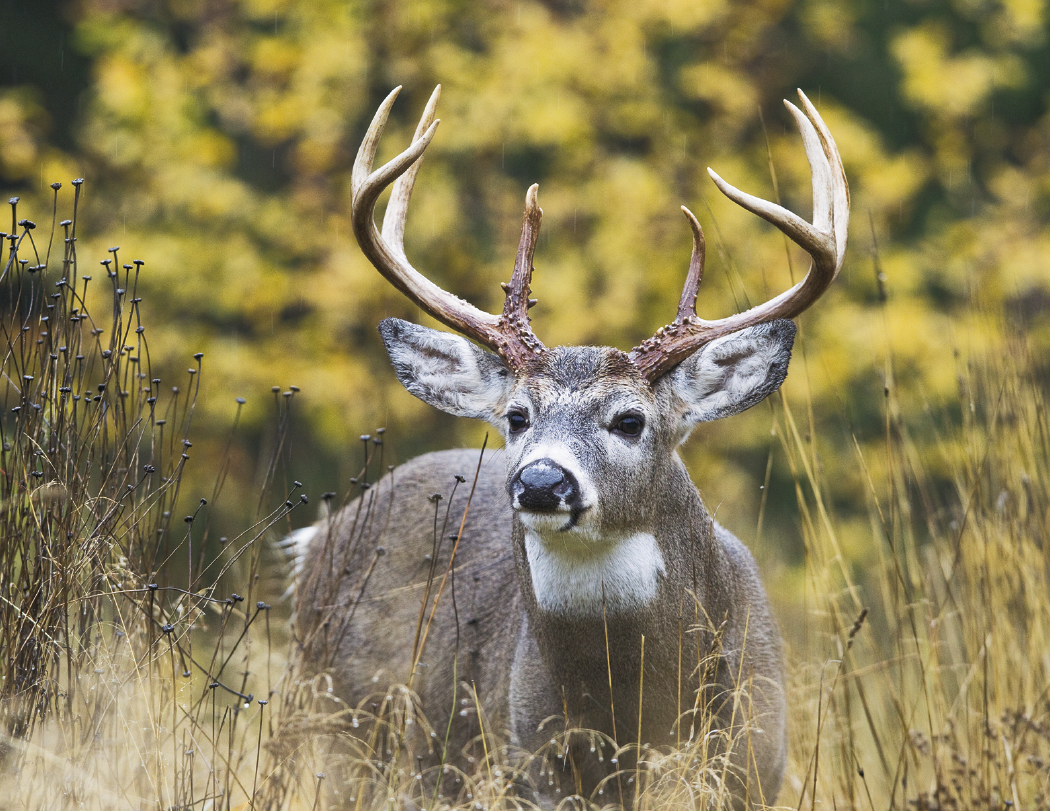 HotLine® Products Trophy Whitetail Deer Appointment Calendar - Stapled 47