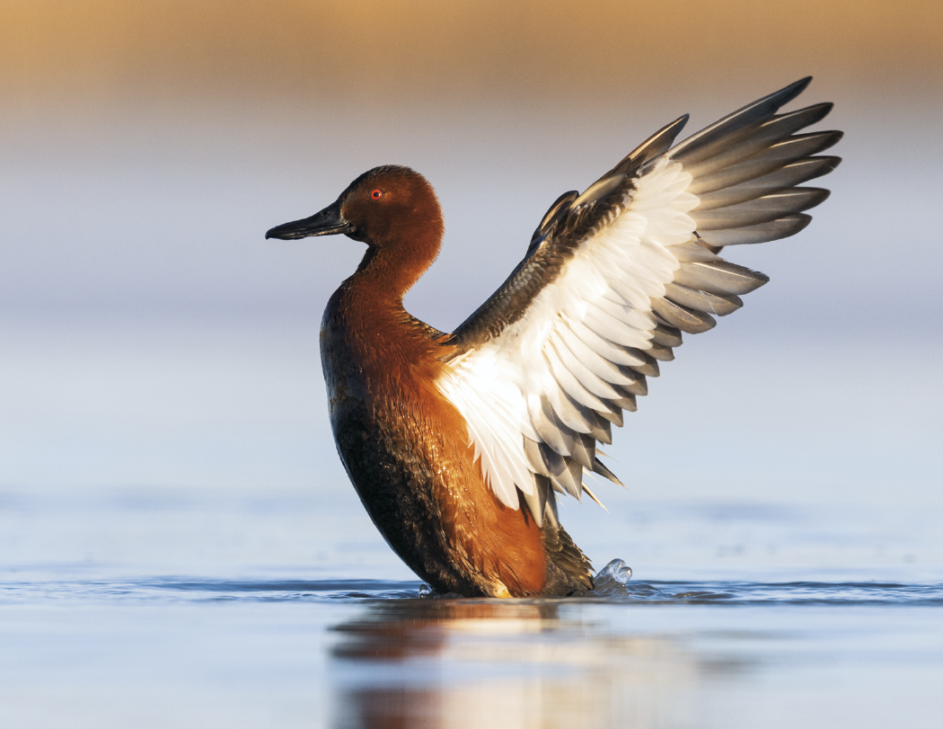 Triumph® Calendars Sportsman Calendar 72