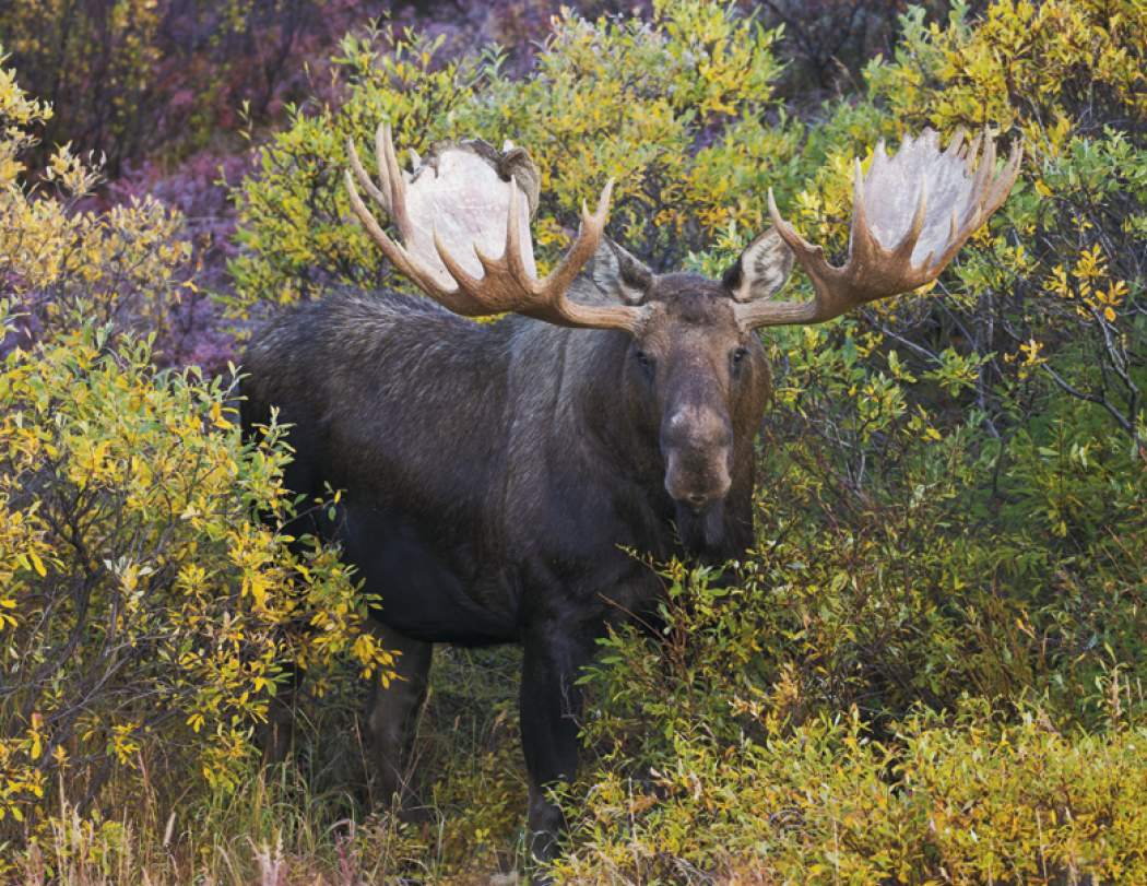 Good Value™ Wildlife Portraits - Spiral Calendar 13