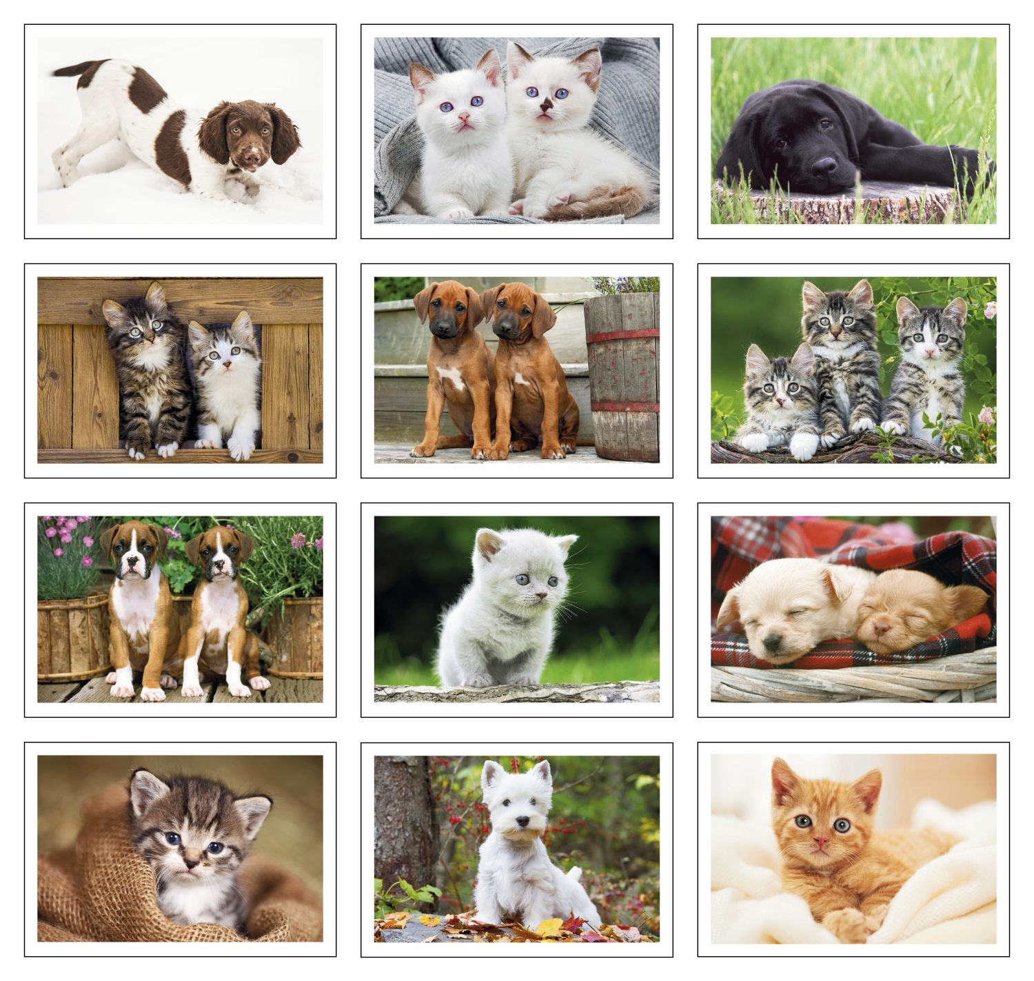 Triumph® Calendars Puppies & Kittens Pocket Calendar 5