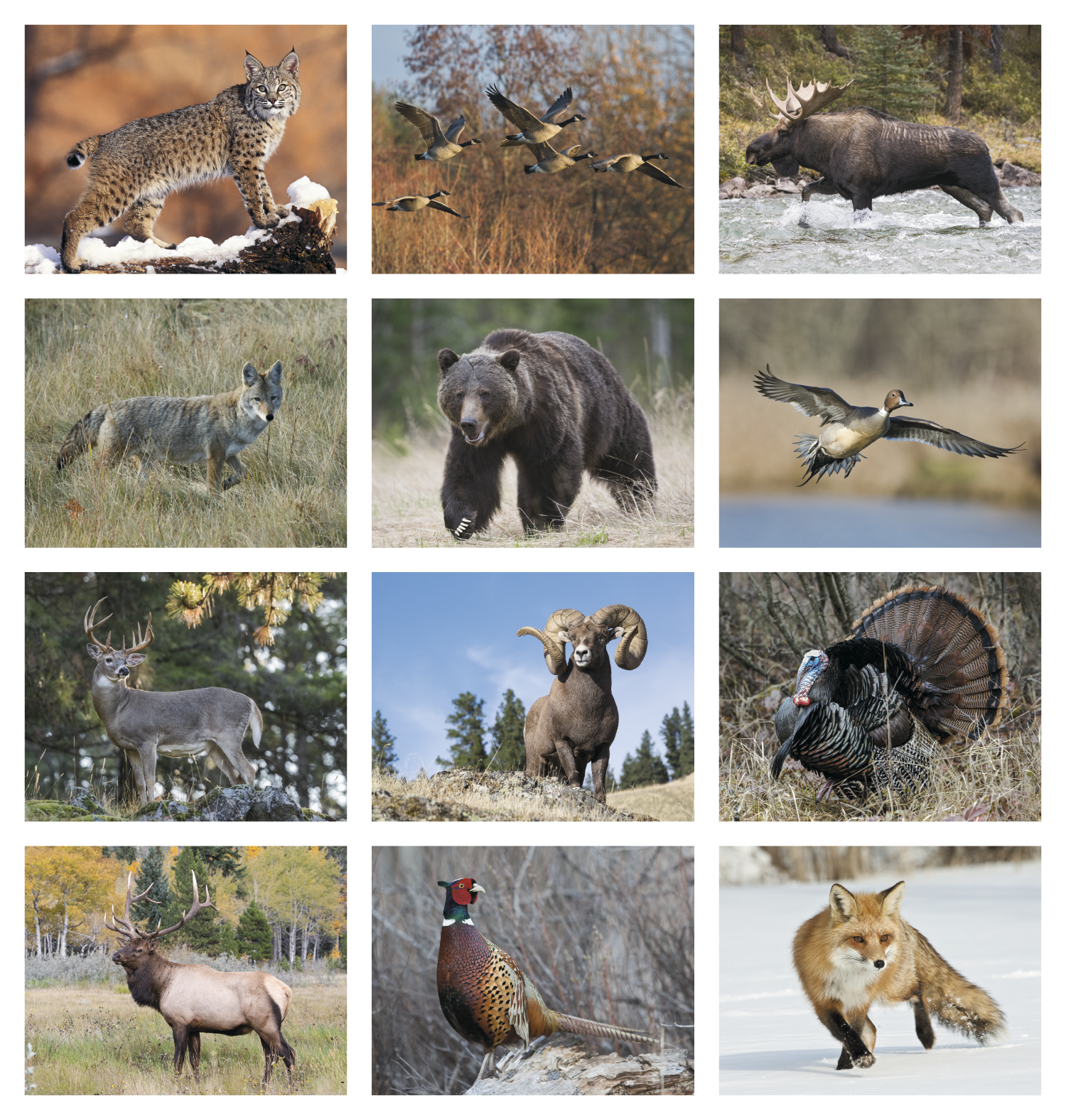 HotLine® Products Wildlife Appointment Calendar - Stapled 28