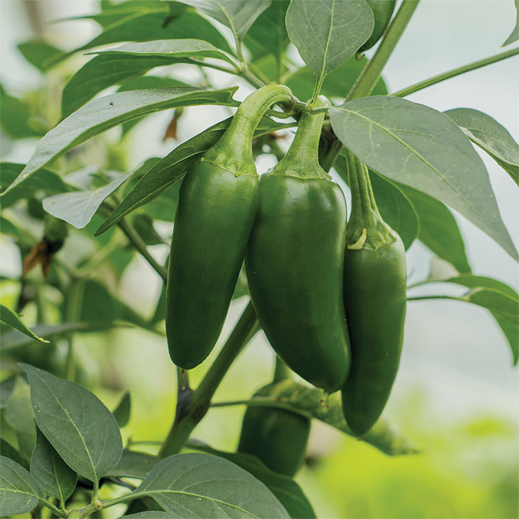 Self Watering Planter 27