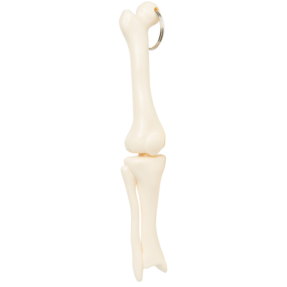 Knee Joint Bone Keyring 1